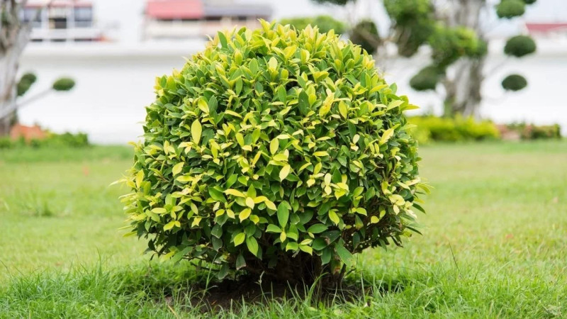 Ficus Benjamin Bakımı Ficus Benjamin Bakımı
