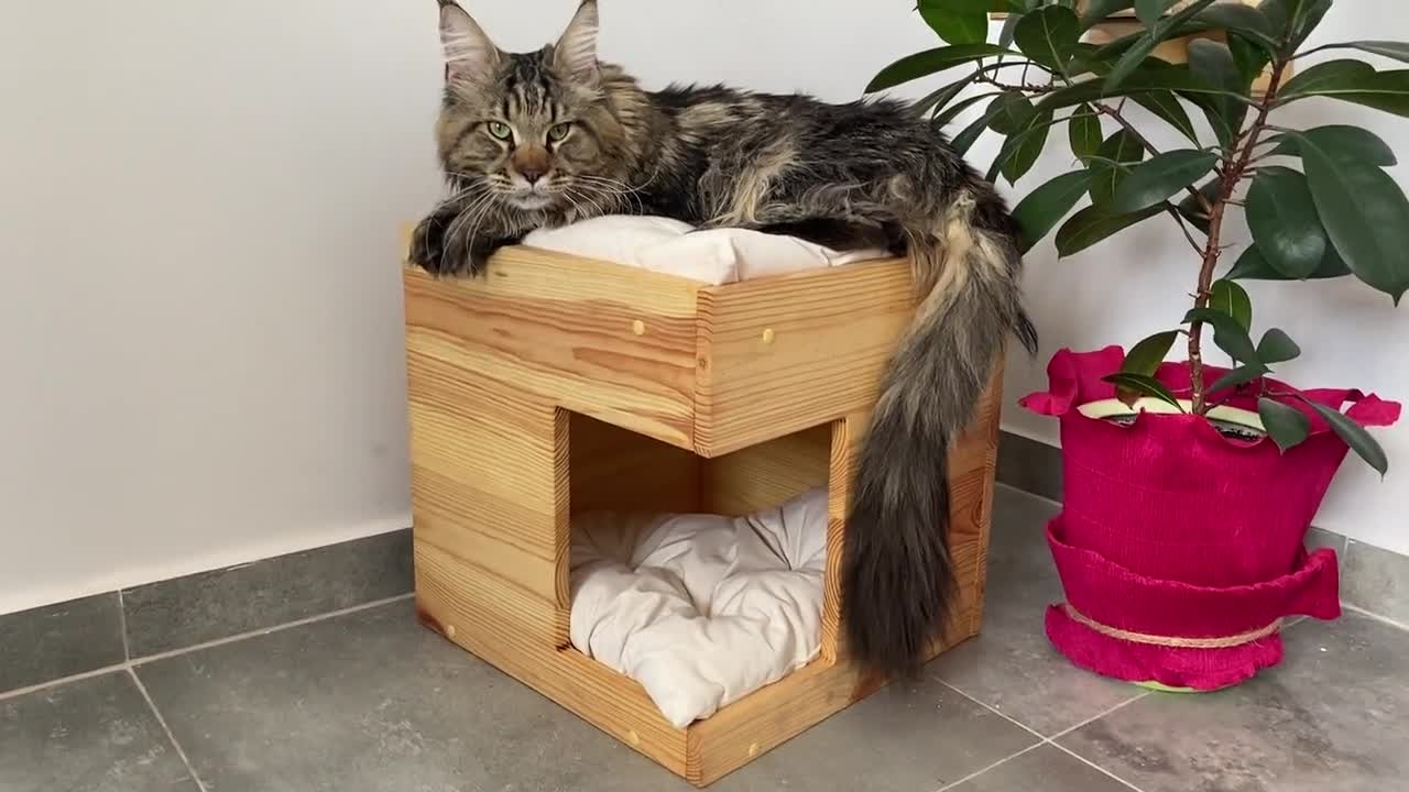 kedigiller, küçük ila orta boy kediler, saksı çiçeği, kedi mobilyası içeren bir resimYapay zeka tarafından oluşturulan içerik yanlış olabilir.