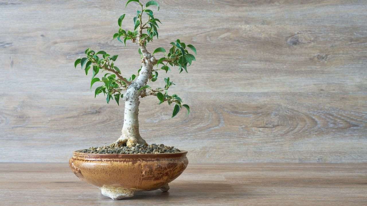 çiçek saksısı, saksı çiçeği, bitki, bonzai bitki yetiştirme sanatı içeren bir resimYapay zeka tarafından oluşturulan içerik yanlış olabilir.