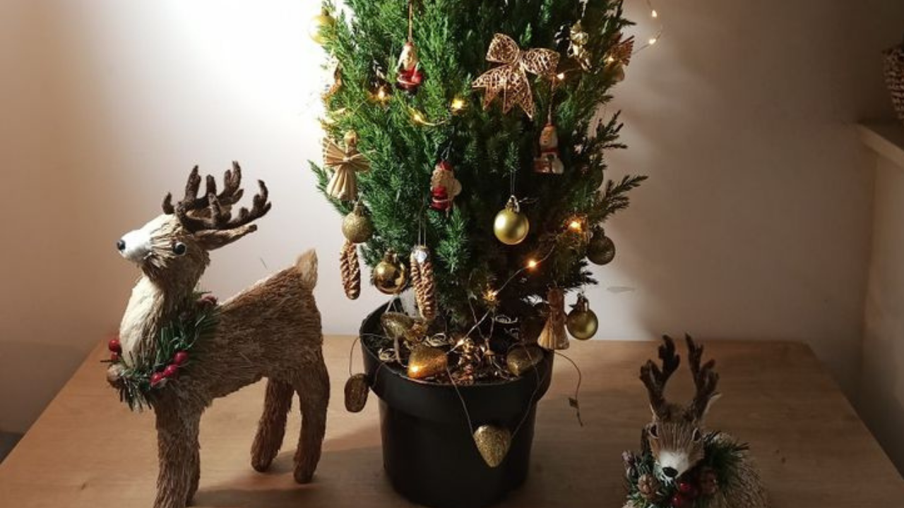 duvar, iç mekan, saksı çiçeği, noel ağacı içeren bir resimYapay zeka tarafından oluşturulan içerik yanlış olabilir.
